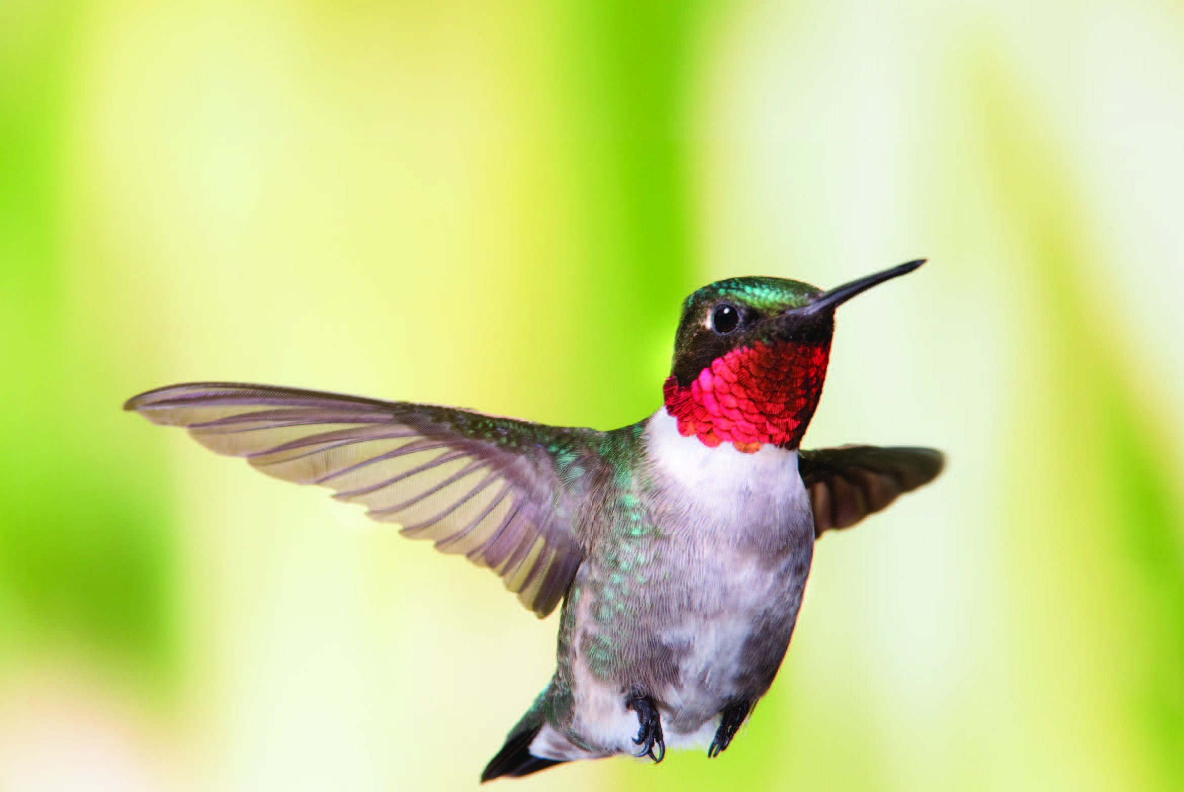 Capturing Hummingbirds in Flight by Michel Roy - PHOTONews Magazine