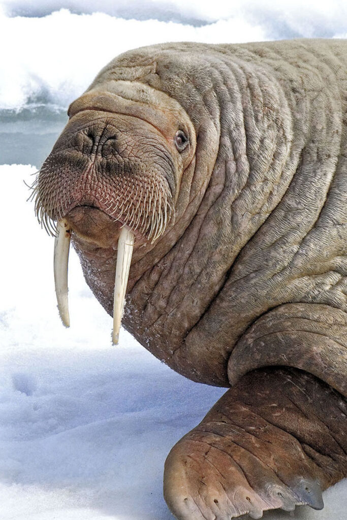 Adult bull Atlantic walrus (Odobenus rosmarus) loafing on pack ice, Svalbard Archipelago, Arctic Norway