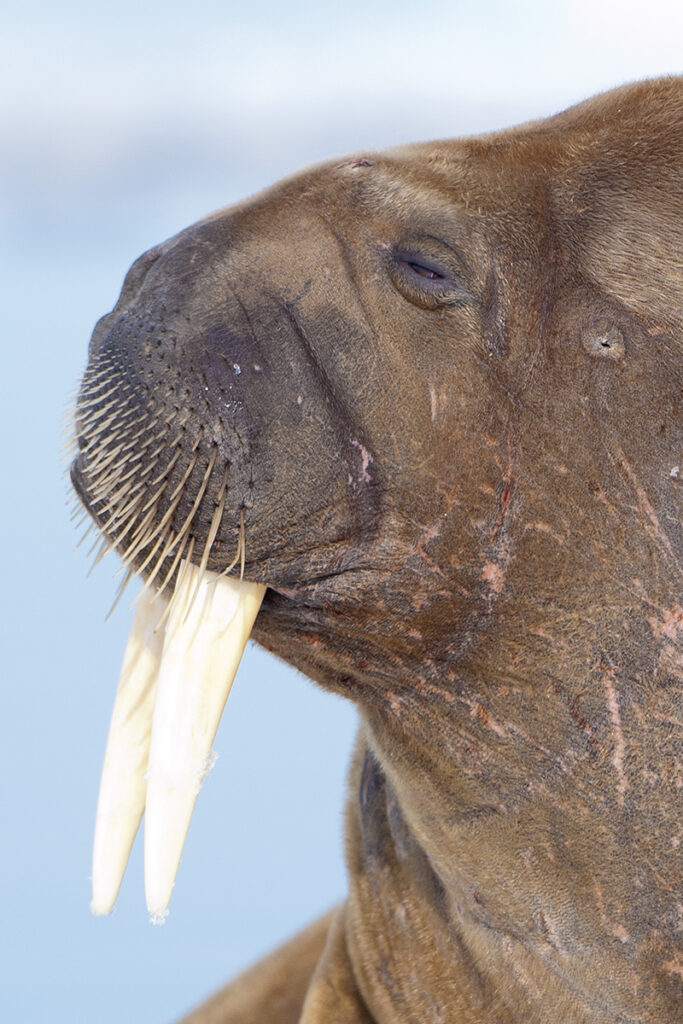 Atlantic walrus (Odobenus rosmarus), loafing on pack ice, Svalbard Archieplago, Norwegian Arctic