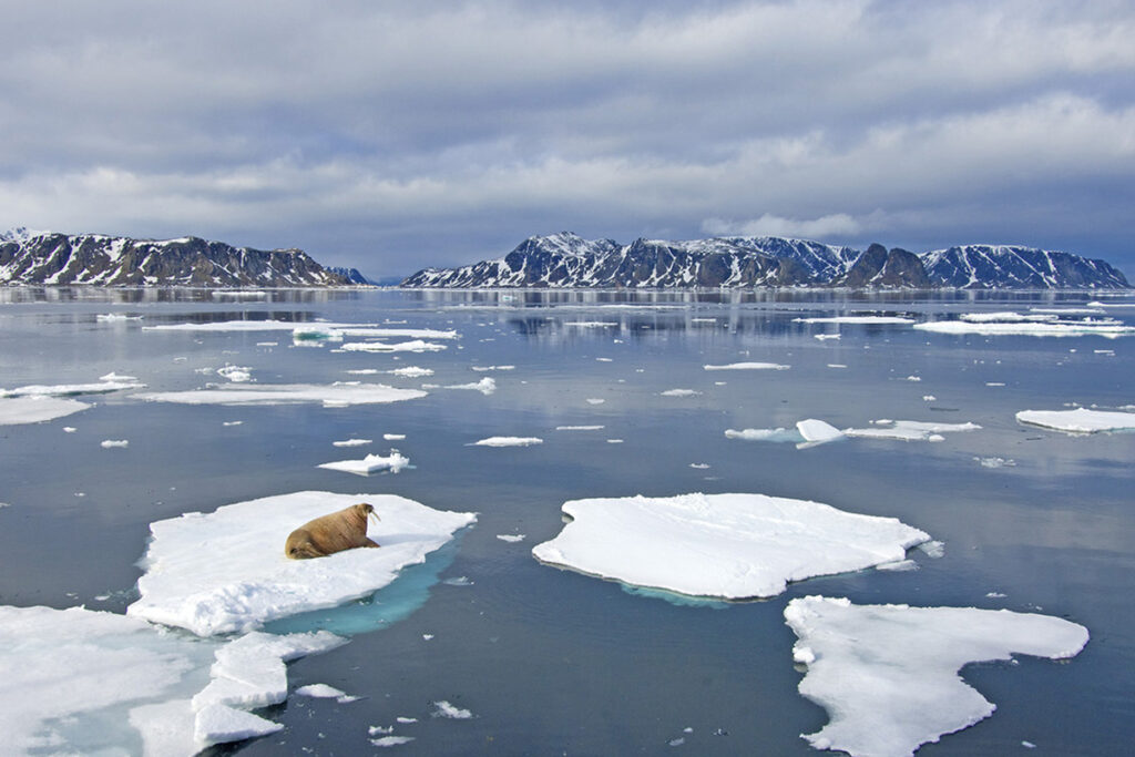 Atlantic walrus(es) (Odobenus rosmarus rosmarus) loafing on the pack ice, Svalbard Archipelago, Arctic Norway