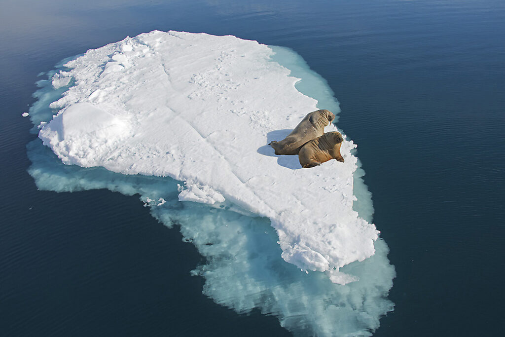 Atlantic walruses (Odobenus rosmarus), loafing on pack ice, Svalbard Archieplago, Norwegian Arctic