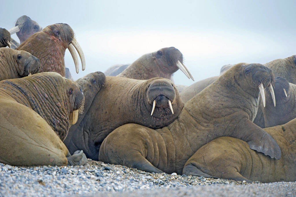 Atlantic bull walruses (Odobenus rosmarus), loafing on shoreline haulout site, Svalbard Archieplago, Norwegian Arctic