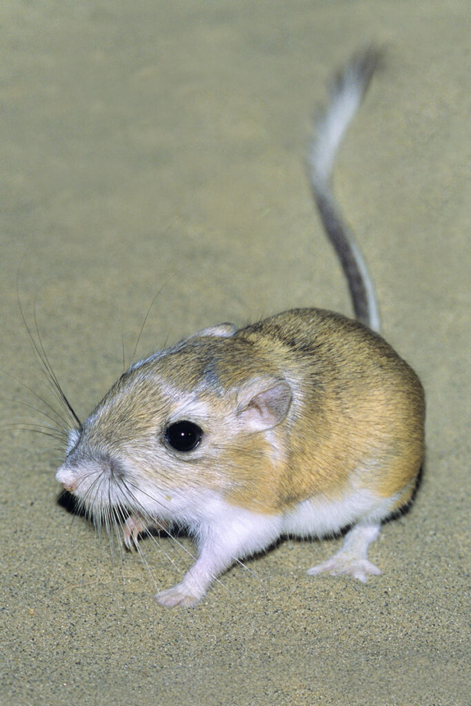 Adult Ord's kangaroo rat (Dipodomys ordii), southeastern Alberta, prairie Canada