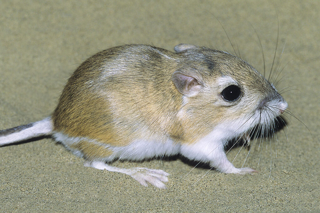 Adult Ord's kangaroo rat (Dipodomys ordii), southeastern Alberta, prairie Canada