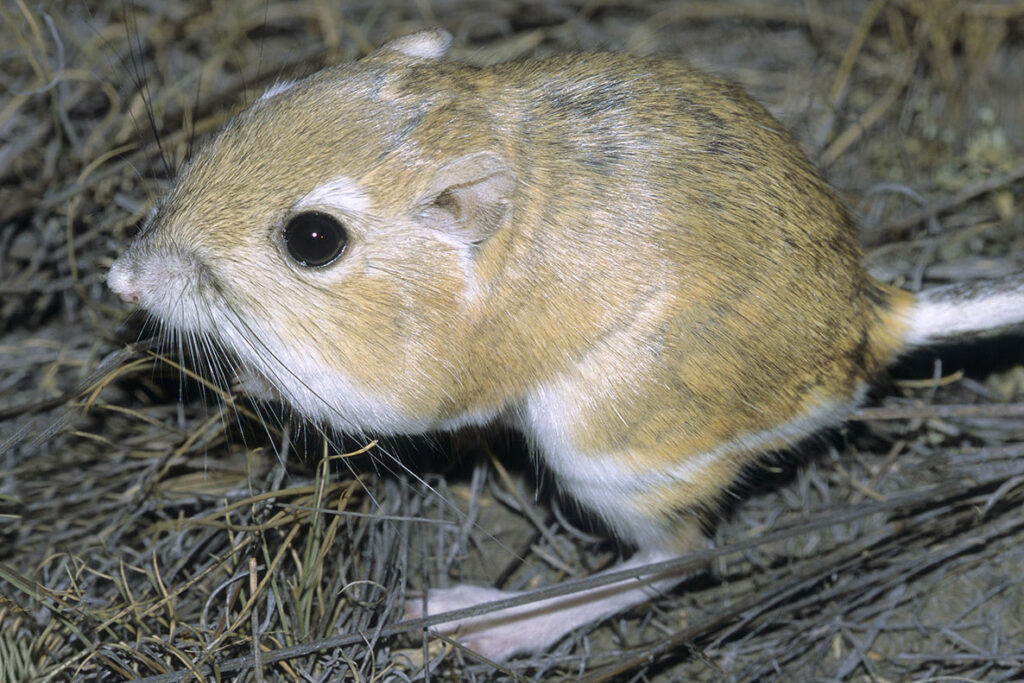 Adult Ord's kangaroo rat (Dipodomys ordii), southeastern Alberta, prairie Canada