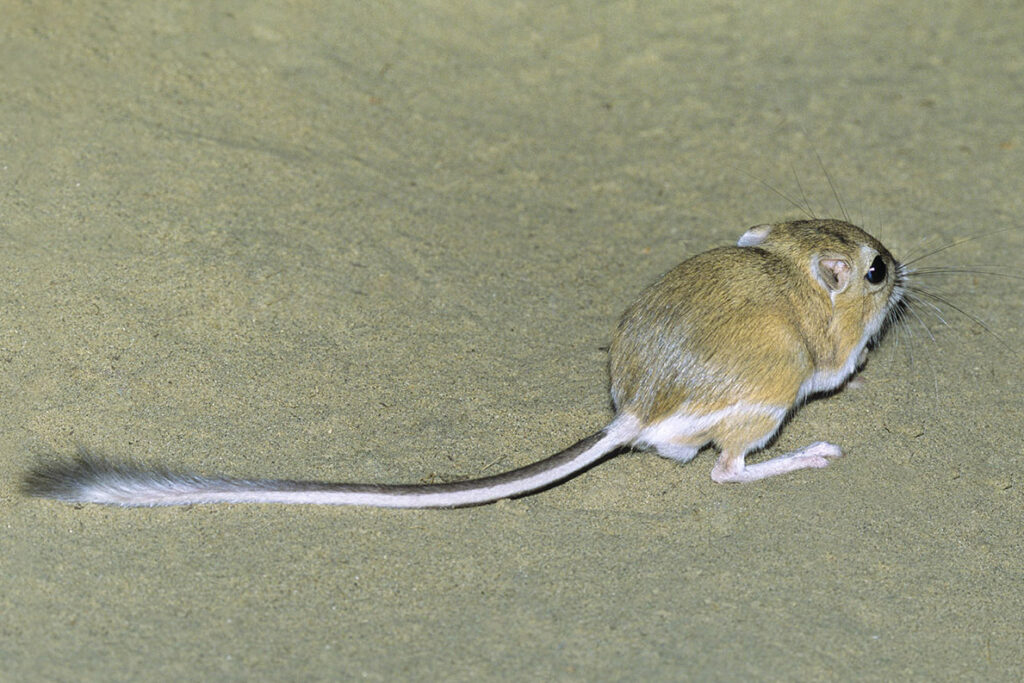 Adult Ord's kangaroo rat (Dipodomys ordii), southeastern Alberta, prairie Canada