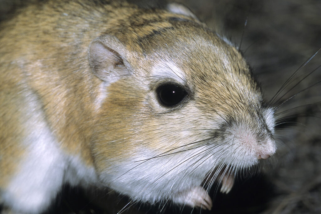 Adult Ord's kangaroo rat (Dipodomys ordii), southeastern Alberta, prairie Canada