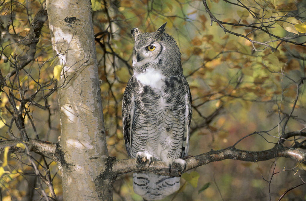 Adult great horned owl (Bubo virginianus) roosting in an autumn forest, Alberta, Canada