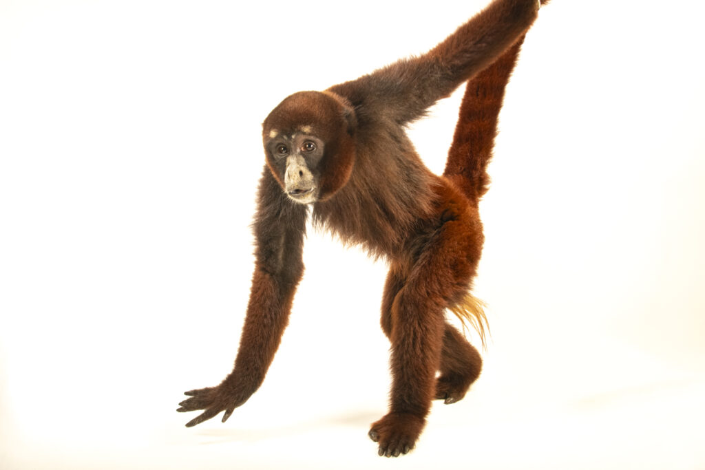 A critically endangered (IUCN) and federally endangered yellow-tailed woolly monkey, Lagothrix flavicauda, at Madera Verde Tourist Hotel’s Rescue Center in Tingo Maria, Peru.