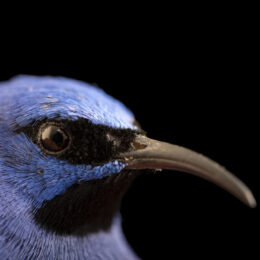 A male yellow-legged honeycreeper (Cyanerpes caeruleus chocoanus) at Parque de las Leyendas in Lima, Peru.