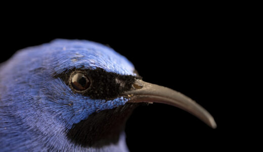 Capturing Peru's Wildlife