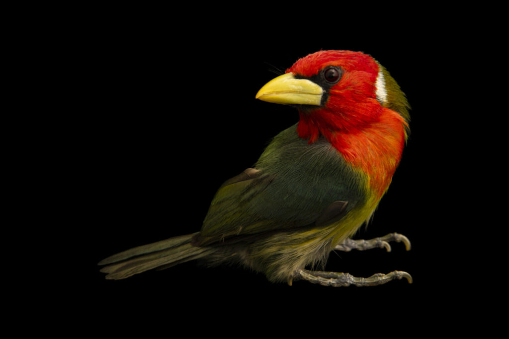 A male red-headed barbet (Eubucco bourcierii aequatorialis) at Parque de las Leyendas in Lima, Peru.