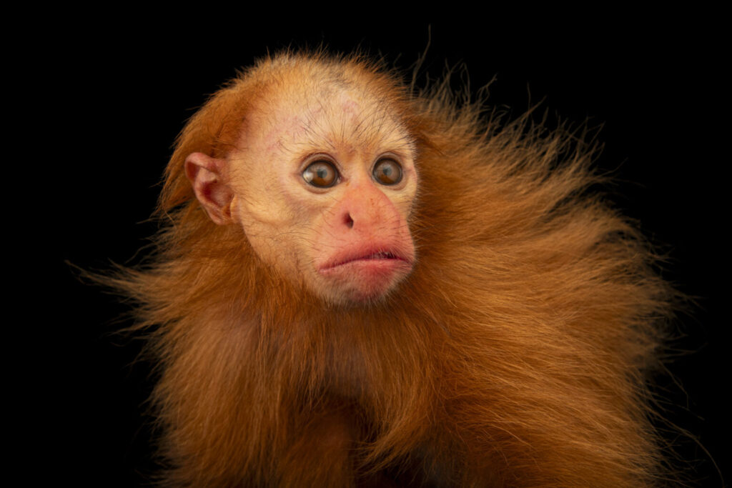 A juvenile Ucayali bald-headed uakari monkey (Cacajao calvus ucayalii) at Parque Natural de Pucallpa in Pucallpa, Peru. This animal was confiscated from the pet trade.