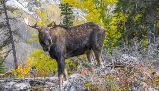 Moose in Heat