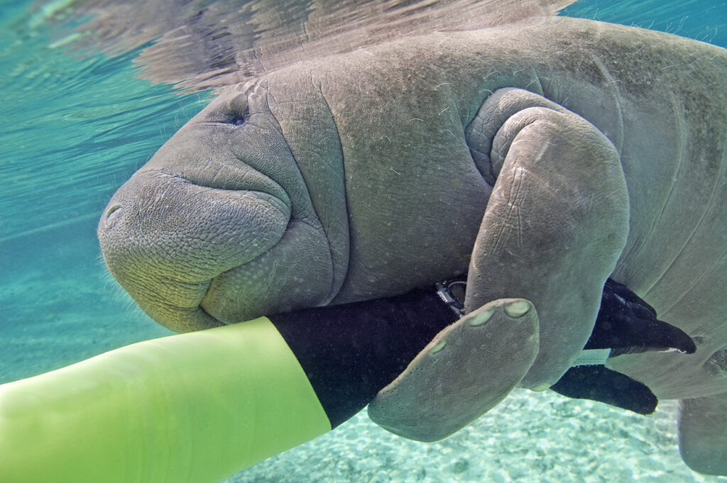 Florida manatee (Trichechus manatus latirostris) playfully holding a diver, Crystal River, west-central Florida, U.S.A.