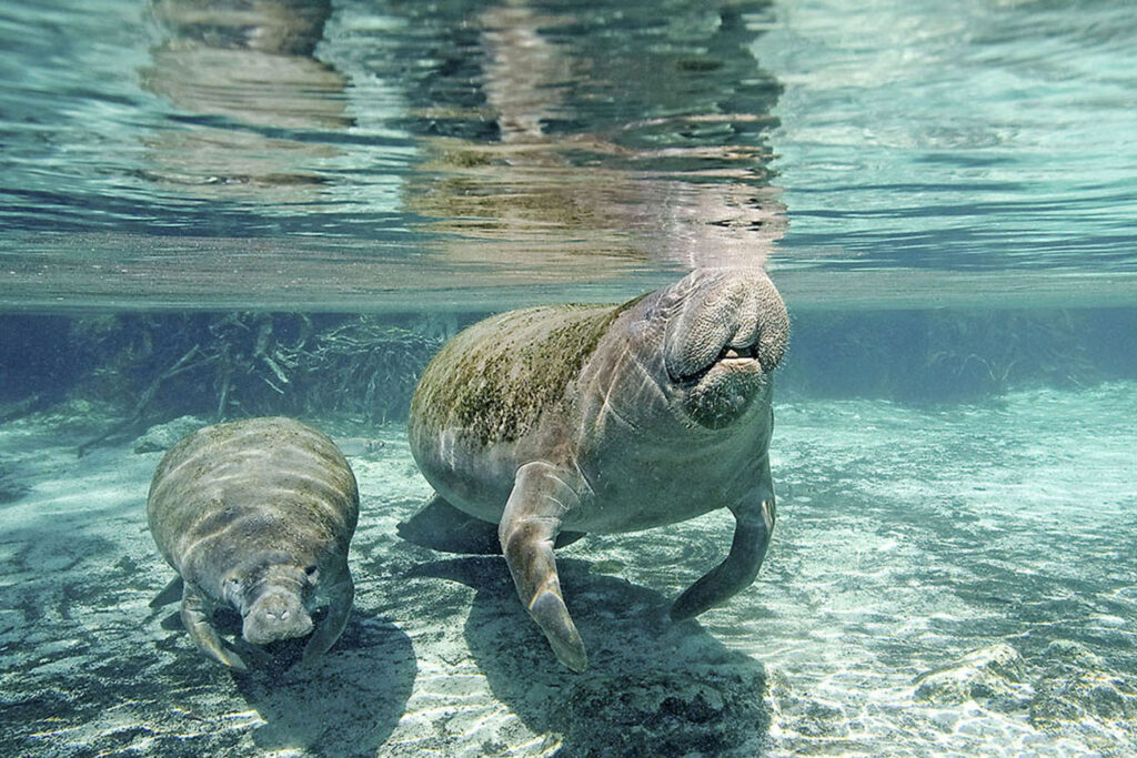 Florida manatee (Trichechus manatus latirostris), mother and calf, Crystal River, west-central Florida, U.S.A.