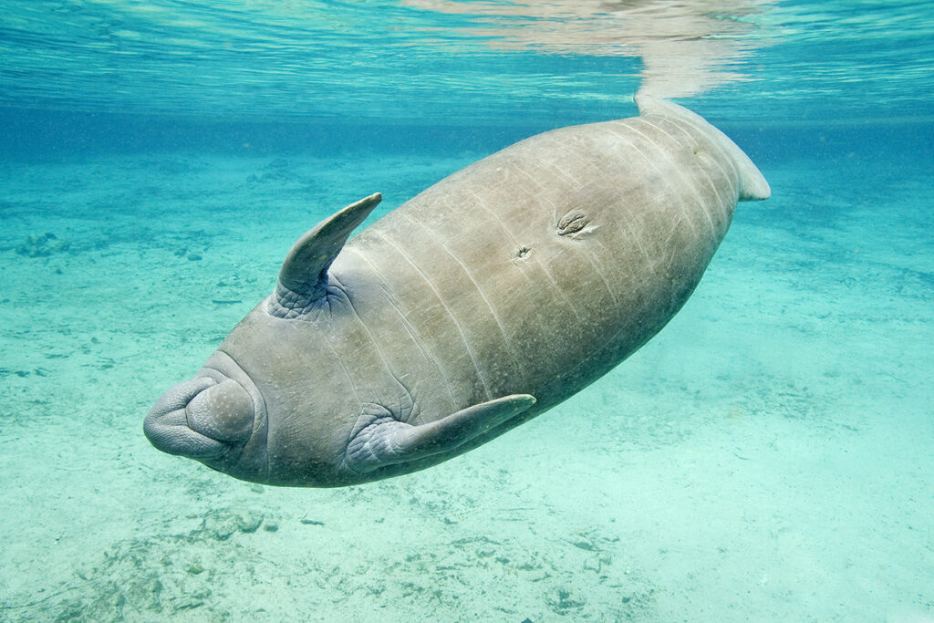 Florida manatee (Trichechus manatus latirostris), Crystal River, west-central Florida, U.S.A.