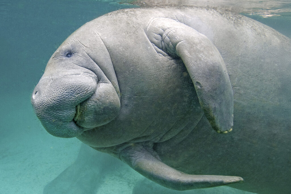 Florida manatee (Trichechus manatus latirostris), Crystal River, west-central Florida, U.S.A.