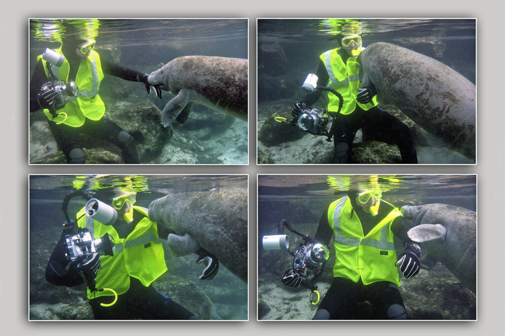 Top to bottom, left to right: Galapagos penguin, Humboldt penguin, African penguin, magellanic penguin