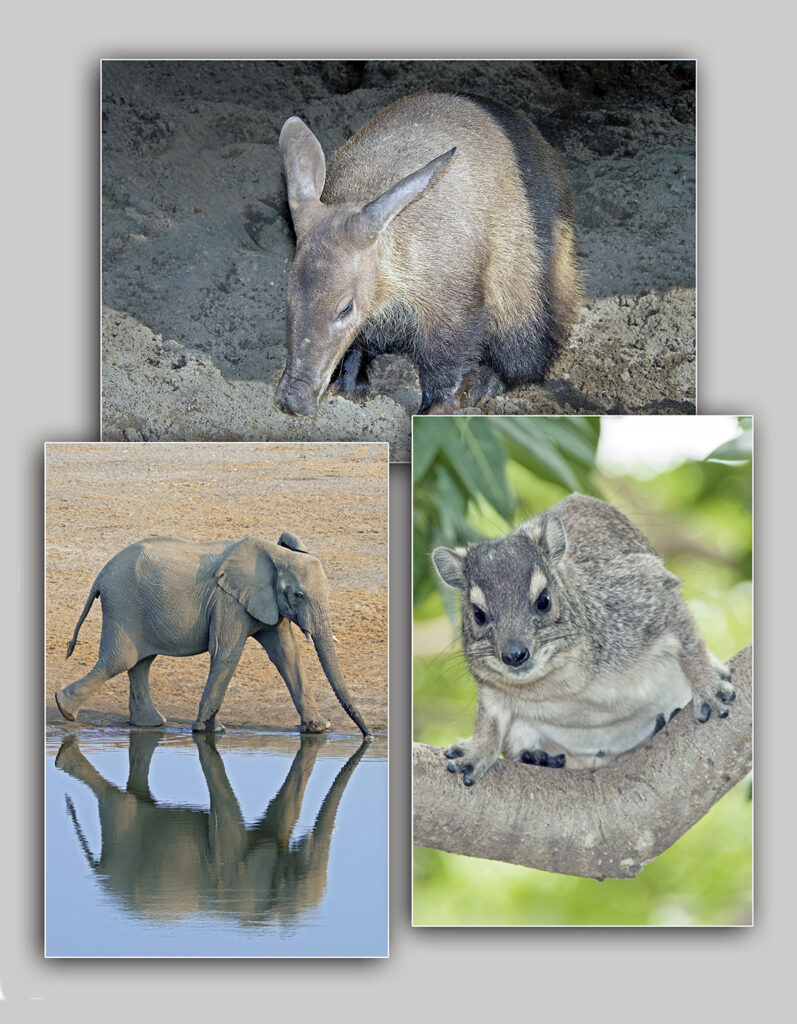 Top to bottom, left to right: Galapagos penguin, Humboldt penguin, African penguin, magellanic penguin